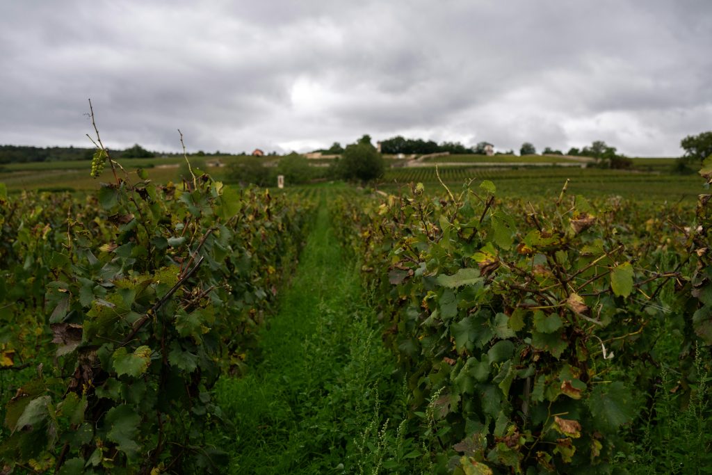 Vineyard rows with central path in natural light